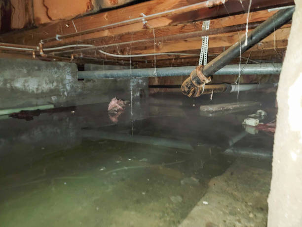 Best Local water damage restoration  in Perry, FL