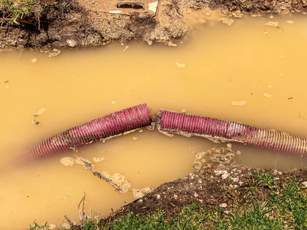 Best Professional water damage repair  in Perry, FL